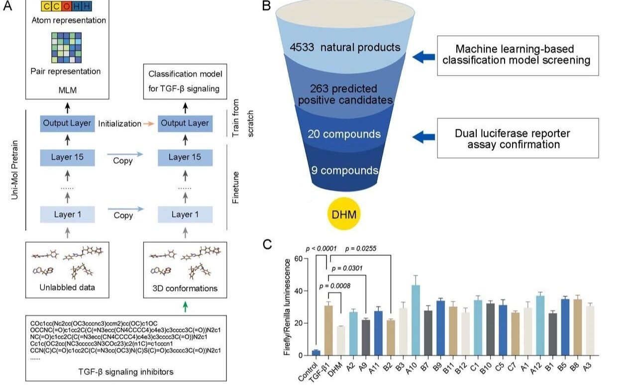 《Engineering》| 机器学习：王昊团队联合游雪甫、杨信怡团队构建AI模型解析二氢杨梅素抗肺纤维化机制