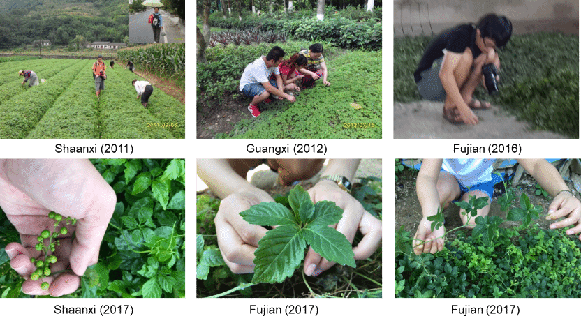 药学院朴香兰团队 | 深挖绞股蓝皂苷奥秘，守护民族药事业